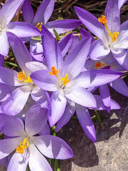 423013 - Early crocus (Crocus tommasinianus)