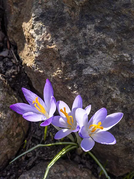 423014 - Early crocus (Crocus tommasinianus)