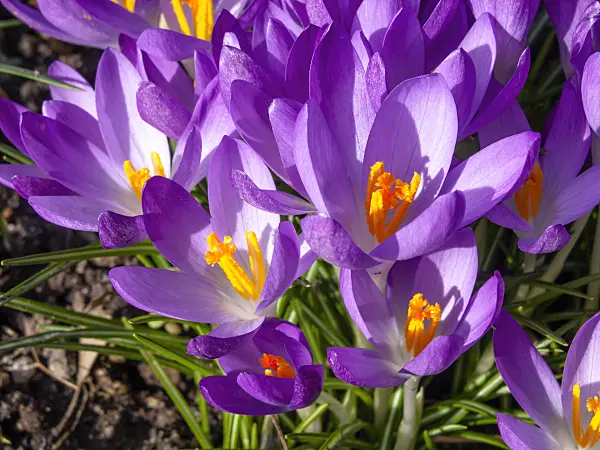 446014 - Early crocus (Crocus tommasinianus)