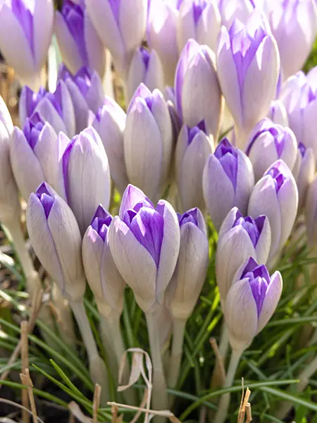 446020 - Early crocus (Crocus tommasinianus)
