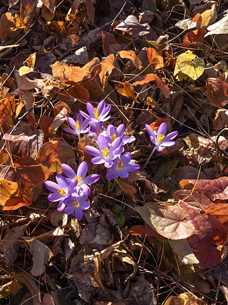457004 - Early crocus (Crocus tommasinianus)
