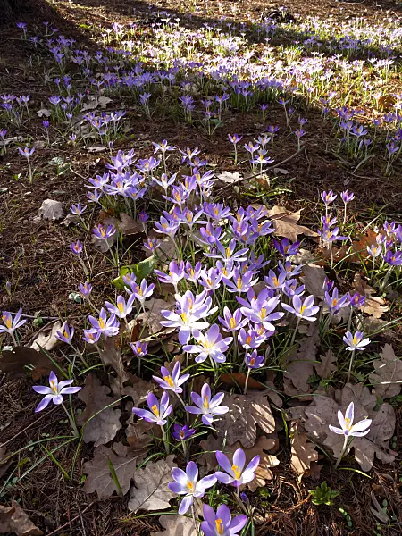 457008 - Early crocus (Crocus tommasinianus)