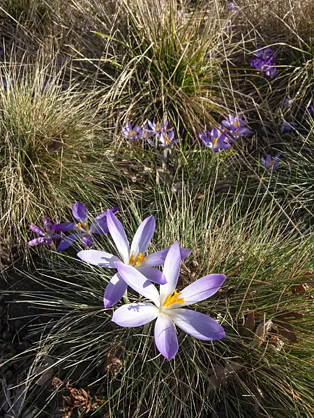457011 - Early crocus (Crocus tommasinianus)