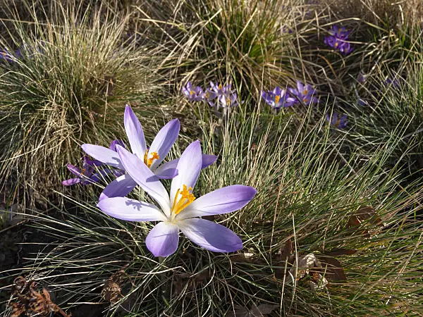 457012 - Early crocus (Crocus tommasinianus)