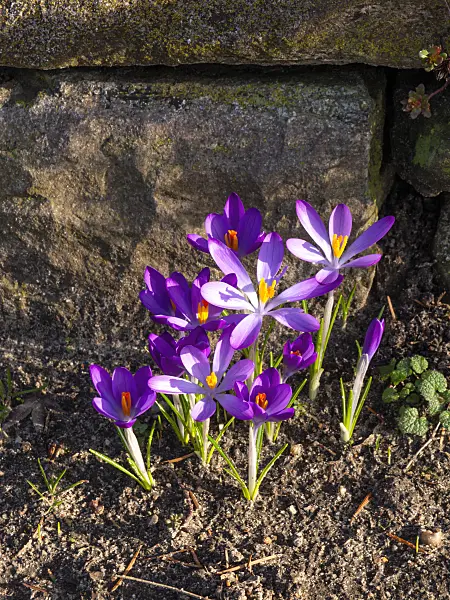 457013 - Early crocus (Crocus tommasinianus)