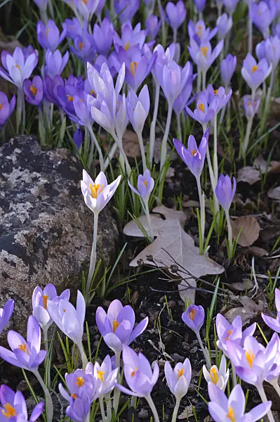 482051 - Early crocus (Crocus tommasinianus)