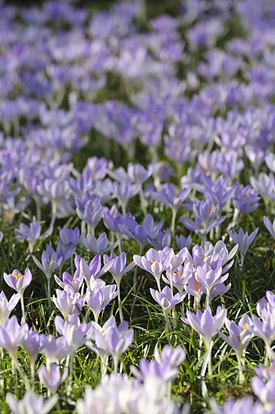 482054 - Early crocus (Crocus tommasinianus)