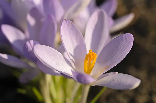 494056 - Early crocus (Crocus tommasinianus)
