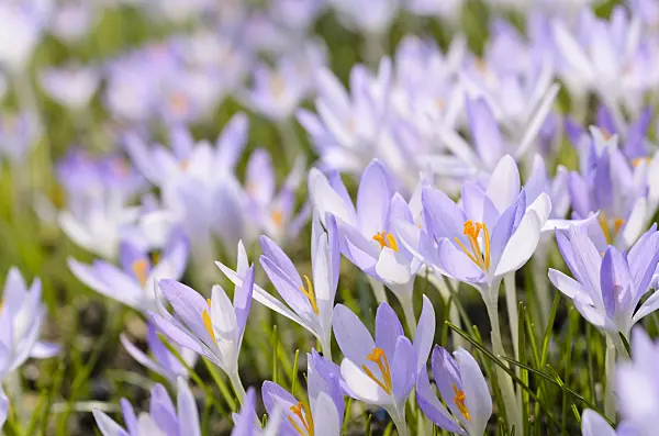 494135 - Early crocus (Crocus tommasinianus)