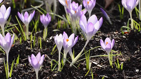 506024 - Early crocus (Crocus tommasinianus)
