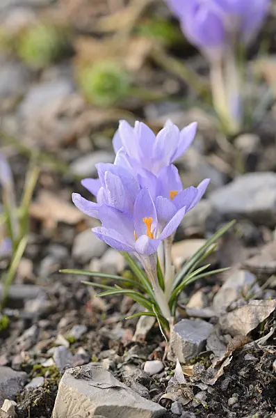 519025 - Early crocus (Crocus tommasinianus)