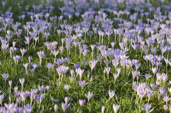 529233 - Early crocus (Crocus tommasinianus)
