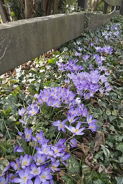 542007 - Early crocus (Crocus tommasinianus)