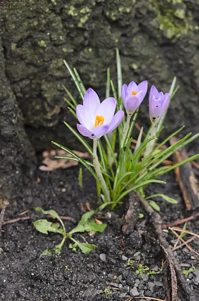 553022 - Early crocus (Crocus tommasinianus)