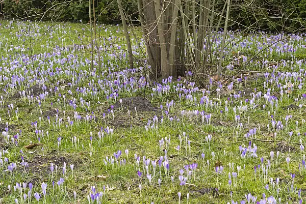 554065 - Early crocus (Crocus tommasinianus)