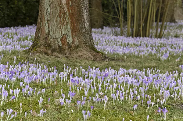 566001 - Early crocus (Crocus tommasinianus)