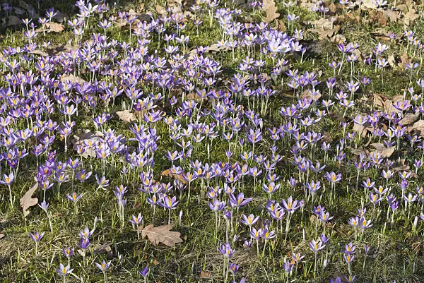 566082 - Early crocus (Crocus tommasinianus)
