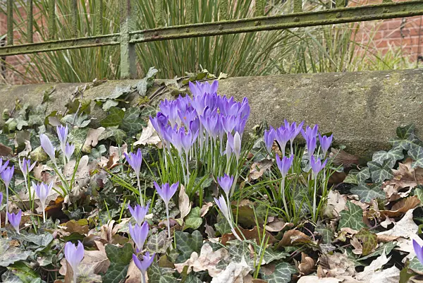 566085 - Early crocus (Crocus tommasinianus)