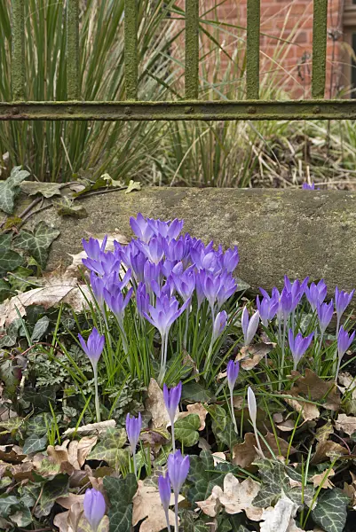 566088 - Early crocus (Crocus tommasinianus)