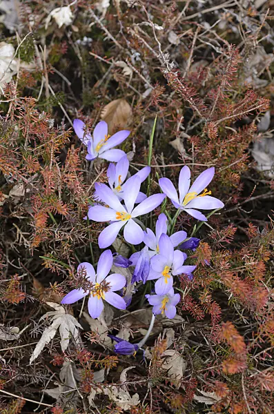 494136 - Early crocus (Crocus tommasinianus) and heather (Erica)