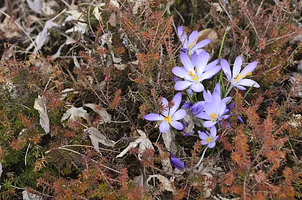 494137 - Early crocus (Crocus tommasinianus) and heather (Erica)