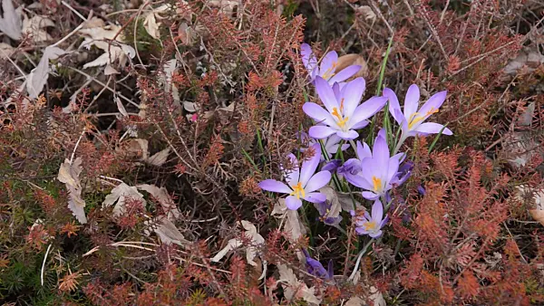 494146 - Early crocus (Crocus tommasinianus) and heather (Erica)