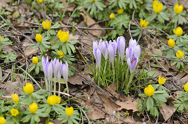 529127 - Early crocus (Crocus tommasinianus) and winter aconite (Eranthis hyemalis)