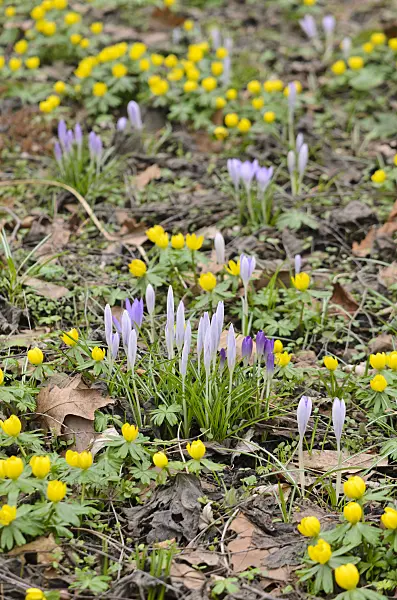 529128 - Early crocus (Crocus tommasinianus) and winter aconite (Eranthis hyemalis)