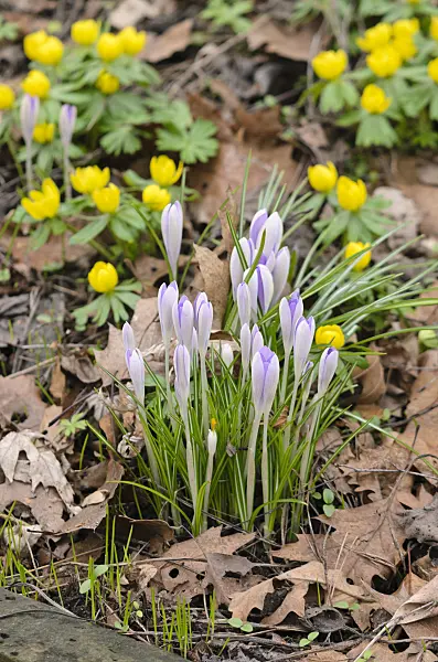 529129 - Early crocus (Crocus tommasinianus) and winter aconite (Eranthis hyemalis)
