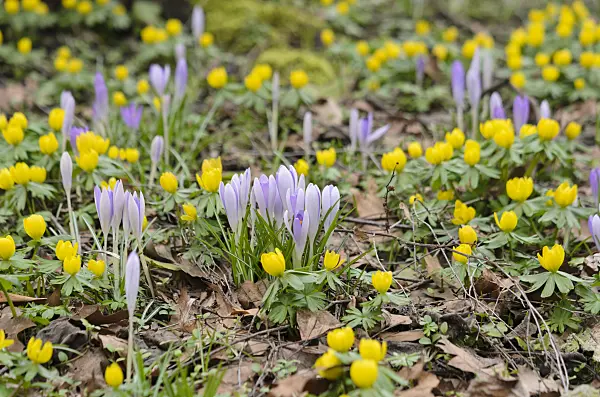 529130 - Early crocus (Crocus tommasinianus) and winter aconite (Eranthis hyemalis)