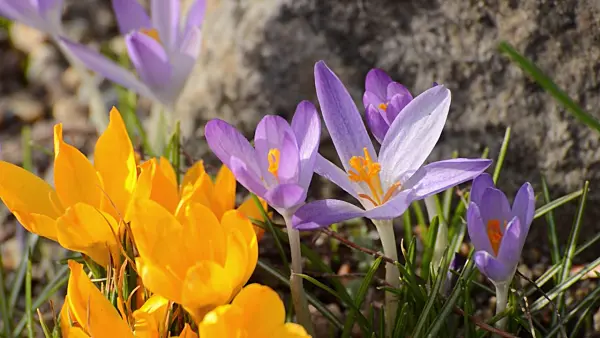 506025 - Early crocus (Crocus tommasinianus) and yellow crocus (Crocus flavus)
