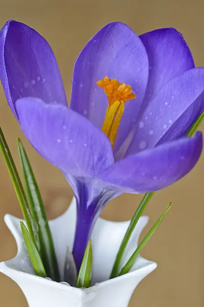 525470 - Early crocus (Crocus tommasinianus) in a vase