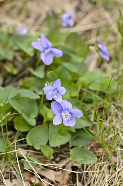 544037 - Early dog violet (Viola reichenbachiana)