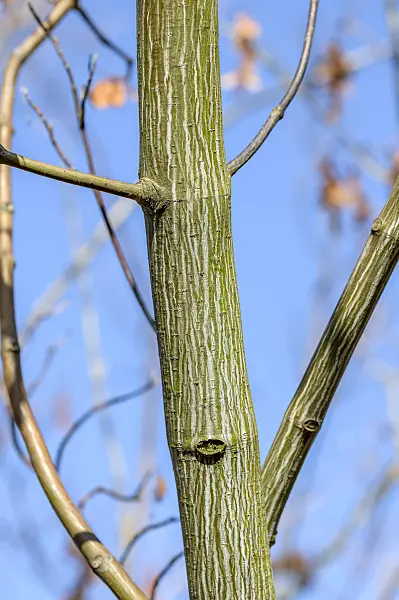 593019 - East Asian stripe maple (Acer tegmentosum)