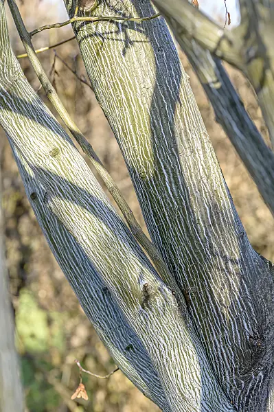 593020 - East Asian stripe maple (Acer tegmentosum)