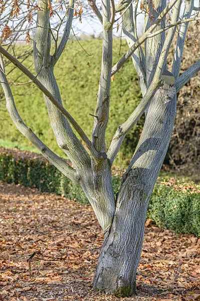 593021 - East Asian stripe maple (Acer tegmentosum)