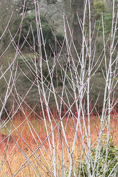 638020 - East Asian stripe maple (Acer tegmentosum 'Valley Phantom')