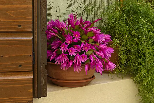 568027 - Easter cactus (Hatiora)