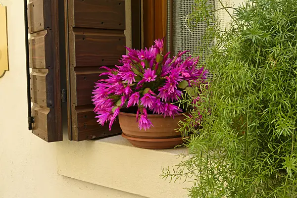 568028 - Easter cactus (Hatiora)