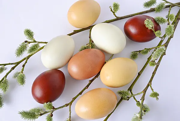 479066 - Easter eggs coloured with spinach and onion skins besides a willow branch