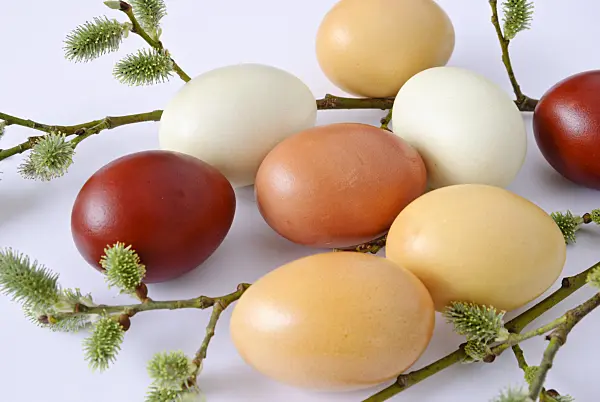 479067 - Easter eggs coloured with spinach and onion skins besides a willow branch