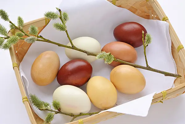 479068 - Easter eggs coloured with spinach and onion skins besides a willow branch