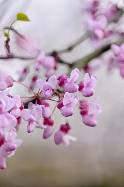 520090 - Easter redbud (Cercis canadensis)