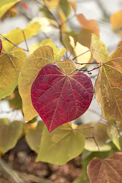651161 - Easter redbud (Cercis canadensis 'Eternal Flame')
