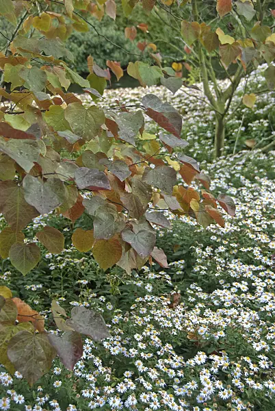 502139 - Easter redbud (Cercis canadensis 'Forest Pansy')