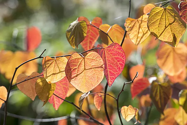 625149 - Easter redbud (Cercis canadensis 'Forest Pansy')