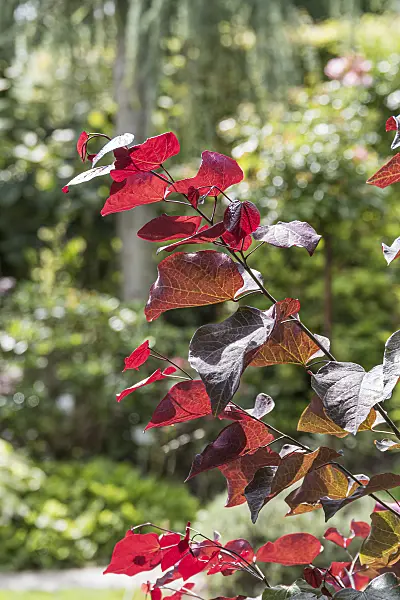 625150 - Easter redbud (Cercis canadensis 'Forest Pansy')