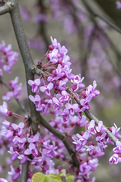 651162 - Easter redbud (Cercis canadensis 'Lavender Twist')