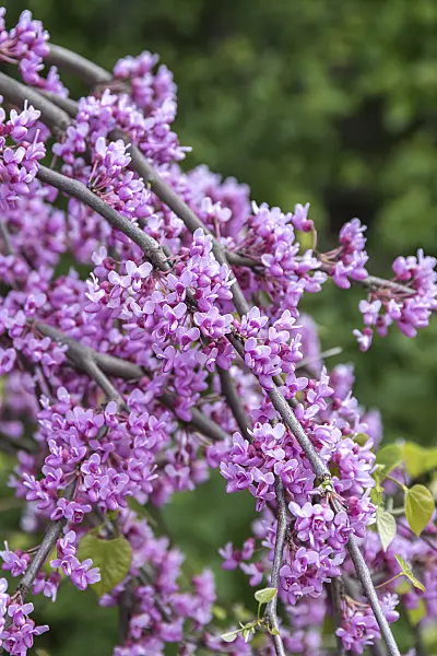 651163 - Easter redbud (Cercis canadensis 'Lavender Twist')