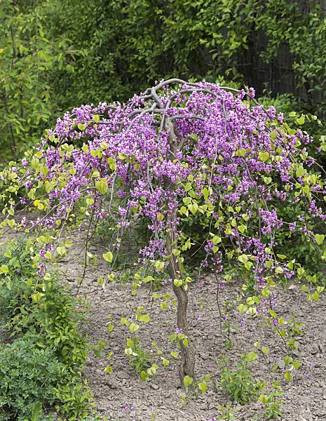 651164 - Easter redbud (Cercis canadensis 'Lavender Twist')